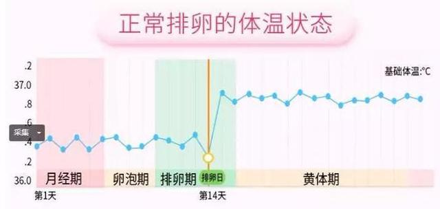 正常女性每个月都会排卵吗？深入了解排卵周期与生理周期的关系