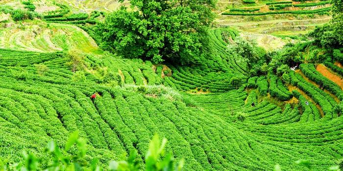 广东省生态茶园规范标准，塑造绿色产业典范