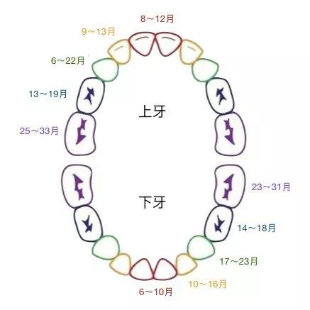 小孩几个月开始长牙，牙齿生长规律与注意事项