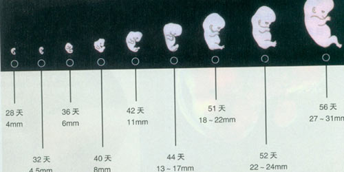 探究时间之深度，9个月究竟有多少天？