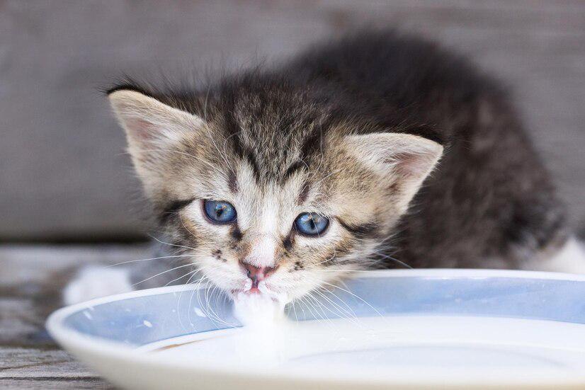 一个月的猫饮食指南，新生猫的营养需求与喂养建议