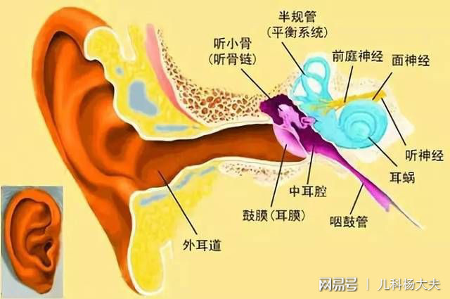 关于三个月大婴儿耳膜深度的探讨