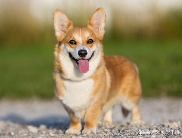 柯基犬六个月体重的发展与特点