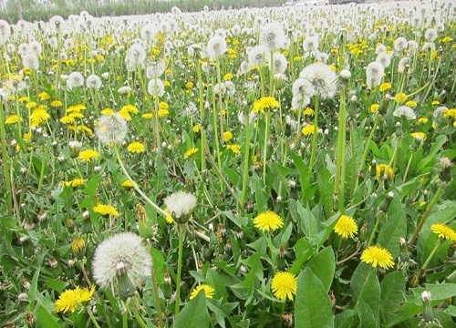 广东省的蒲公英生长状况研究